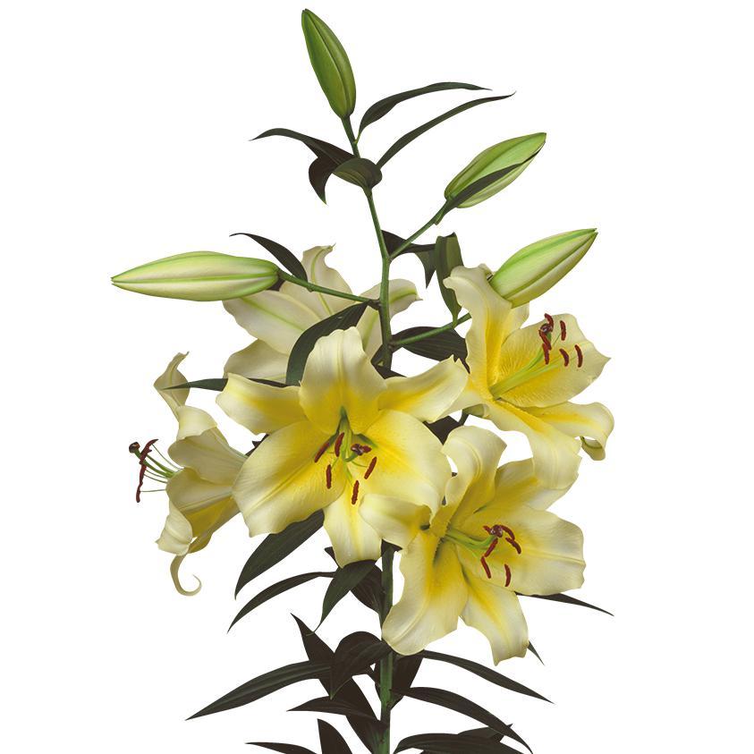 Local OR Lily (10 pieces)