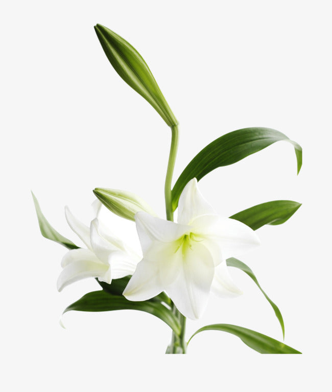 Local AZ Lily (10 pieces) NO SMELL