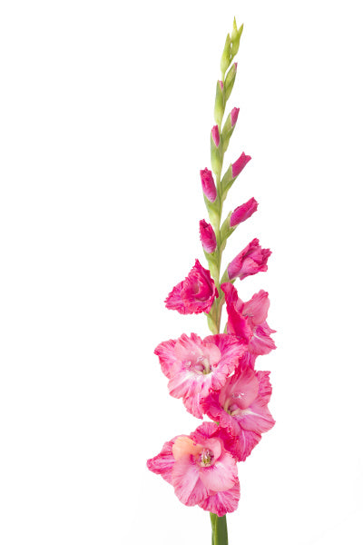 Local Gladiolus (10 pcs)